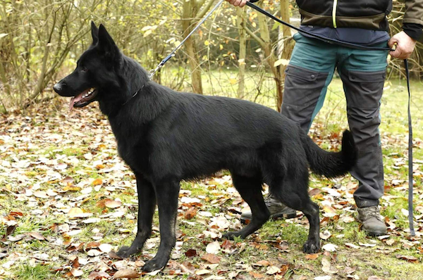 Kennel Sandtofte
