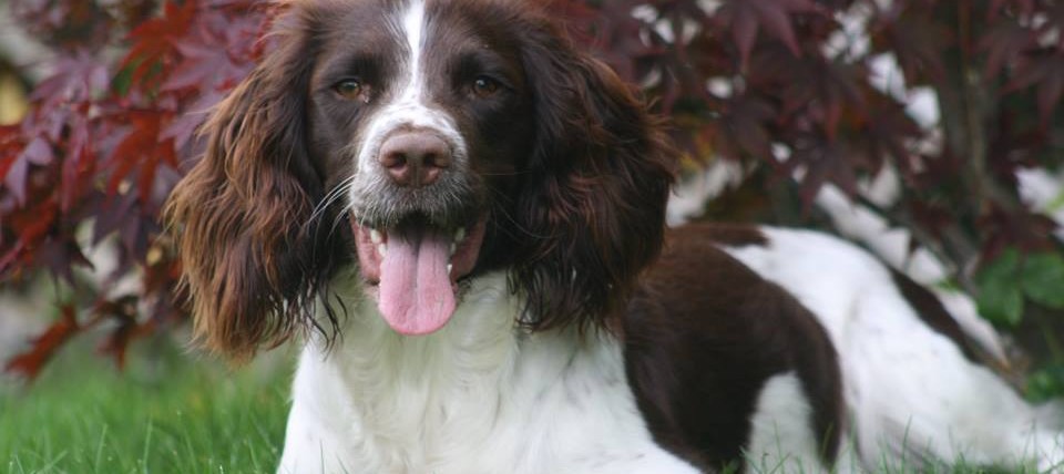 Falster Hundeudstyr
