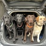 Kennel Lisehøj Labradors