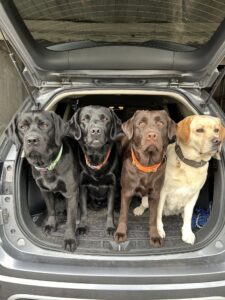 Kennel Lisehøj Labradors