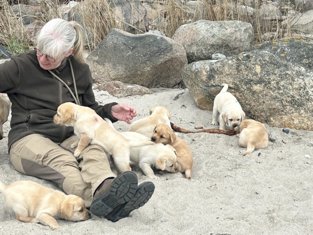 Kennel Lisehøj Labradors