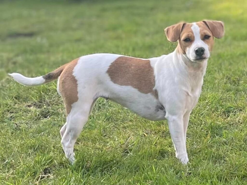 Kennel Falstar's