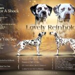 Kennel Lovely Reinholdt