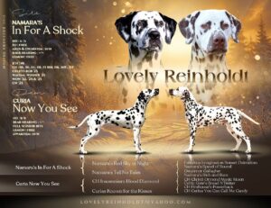 Kennel Lovely Reinholdt