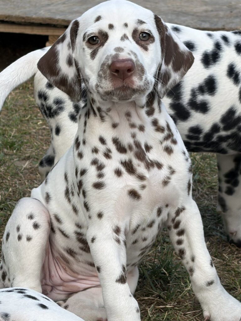 Kennel Lovely Reinholdt