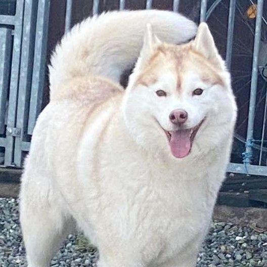 Arctic Znowdancer