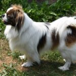 Kennel Askim’s