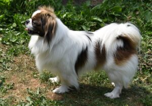 Kennel Askim's