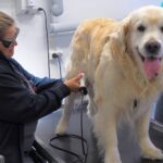 Dyreklinikken Vestergade – Veterinarian – Silkeborg
