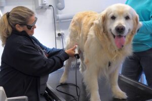 Dyreklinikken Vestergade - Veterinarian - Silkeborg