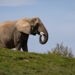 Knuthenborg Safaripark