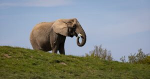 Knuthenborg Safaripark