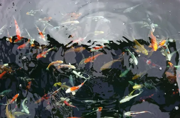 Aqua-Koi