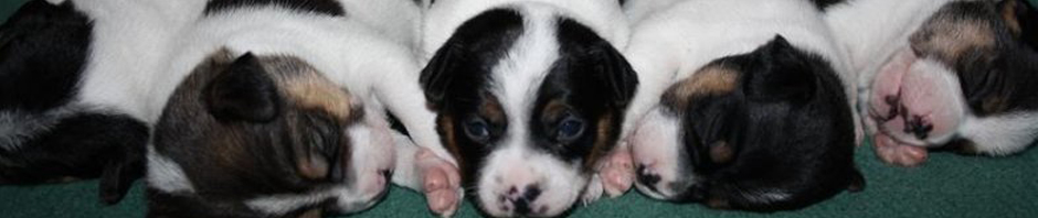 Kennel Strandrosens