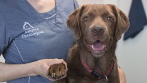 Aabybro Animal Hospital Ltd.