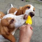 Kennel Astabass