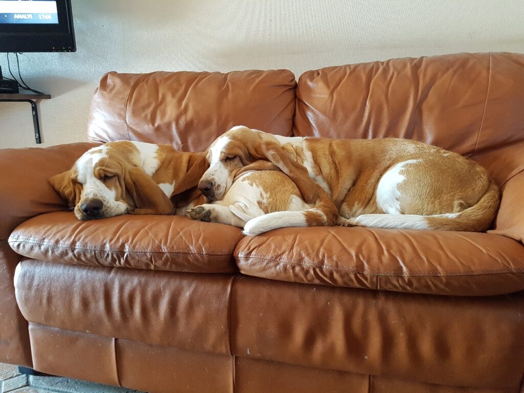 Kennel Astabass