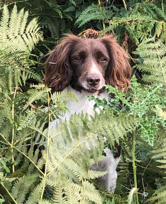 Kennel Sweepstake Gundogs