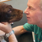 Rude Dyreklinik