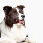 HundeSalon, Skævinge