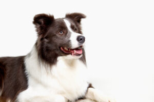 Dog Salon Blue Dog Care