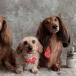 Hundeklipperiet Korsør & Herlev