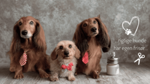 Hundeklipperiet Korsør & Herlev