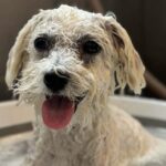 Sesse’s hundesalon