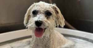 Sesse's hundesalon