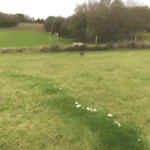 Allinge Free-range dog park