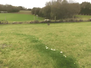 Allinge Free-range dog park