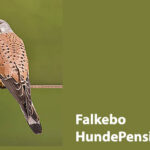 Falkebo Hundepension/Kennel Røsnæs v/Karin Kruger