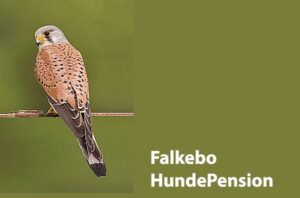 Falkebo Hundepension/Kennel Røsnæs v/Karin Kruger
