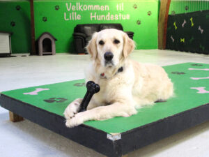 Hundehaven Potefryd
