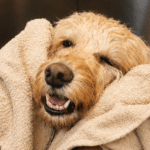 Sønderjysk hundeklip