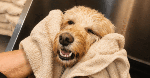 Sønderjysk hundeklip