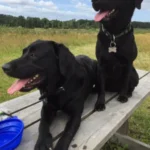 Skævinge Skov Hundehegn
