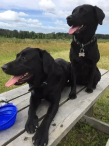 Skævinge Skov Hundehegn