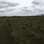 Bjerringbro Hundeskov