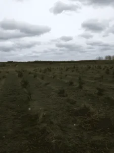 Bjerringbro Hundeskov