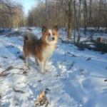 Dog Park Aars