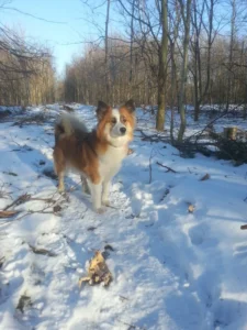 Dog Park Aars