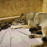 Tschechoslowakische Wolfhunde Ruhrpottwölfe