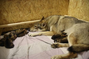 Tschechoslowakische Wolfhunde Ruhrpottwölfe