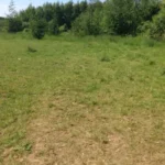Hundeskoven i Haslev