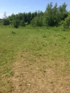 Hundeskoven i Haslev