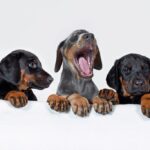 doc4pets Academy