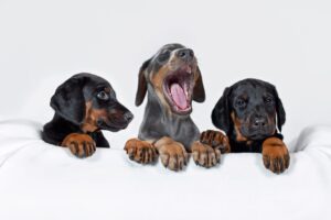 doc4pets Academy