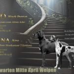 Ute Kramer Hundezüchterin Deutsche Doggen