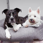 Hunde- und Katzenhotel Rathjen